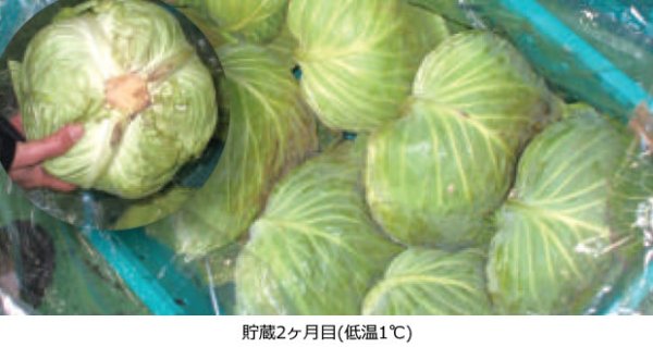 画像1: 鮮度保持袋 ベジフレッシュ 大袋 S 貯蔵・流通用(大袋) プラマーク入り (650×750mm) ホリックス 1ケース500枚入り (1)